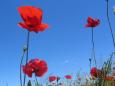 Mohnblumen.jpg